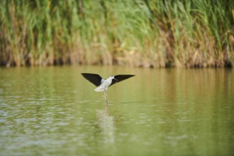 Black-winged stilt (Himantopus himantopus) landing in the water, Camargue, France, Europe