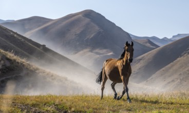 Horse galloping over a hill and raising dust, mountains behind, Kyrgyzstan, Asia