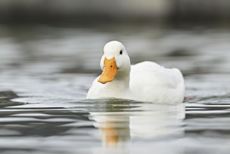 Mallard (Anas platyrhynchos), albino, swimming, Switzerland, Europe