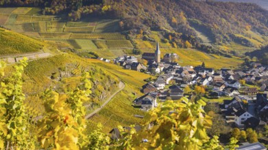 Vineyards in autumn, Mayschoß with parish church, red wine growing region Ahrtal, red wine of the