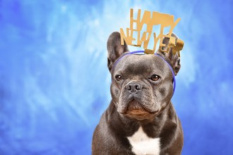 Dark French Bulldog dog wearing New Year's Eve party celebration headband with text 'Happy new