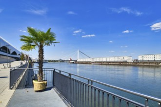 Ludwigshafen, Germany, August 2022: View over Rhine river from promenade with palm tree, Europe