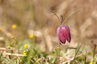 Snake's head fritillary (Fritillaria meleagris), in a meadow, Wilden, North Rhine-Westphalia,