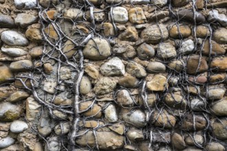 Dead ivy on a wall of pebbles, Provence, France, Europe