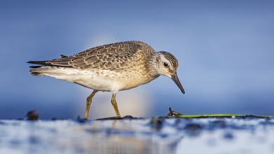 Knot, red knot (Calidris canutus) Transition from breeding to slack dress, snipe bird, foraging on
