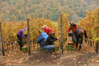 Grape grape harvest in the vineyard, Rote Presse