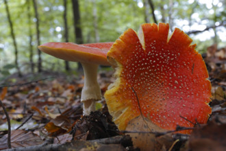 Fly agaric (Amanita muscaria), two fly agarics in autumn leaves in flat perspective, Saxon