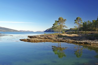 Trees, pines reflected in the crystal clear water of a shallow bay, late summer, Kjelleidet, FV 17,