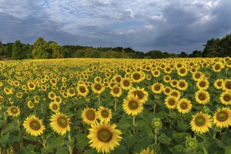 Sunflower (Helianthus annuus) field in the morning, Franconia, Bavaria, Germany, Europe