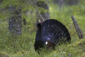 Western capercaillie (Tetrao urogallus) male displaying at courting ground, lek in coniferous
