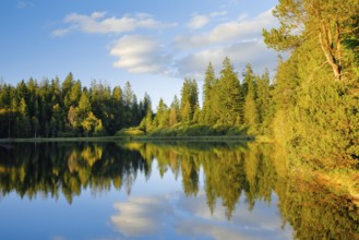 Spruce and pine forest along the lakeshore of the quiet Étang de la Gruère reflected in the water