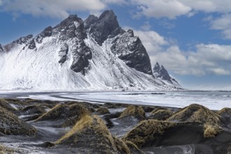 Black sand dunes with reed remains, behind them snowy rocky slopes of Vestrahorn, near Höfn,