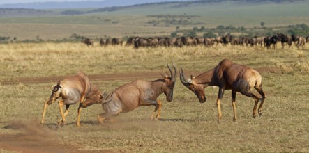 Battle of three Topi lechwe bulls, Maasai Mara Game Reserve, Kenya, Africa