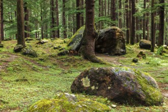 Pine forest with rocks. Manali, Himachal Pradesh India