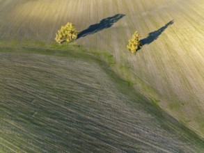 Cultivated fields in winter in the Campiña Cordobesa, the fertile rural area south of the town of