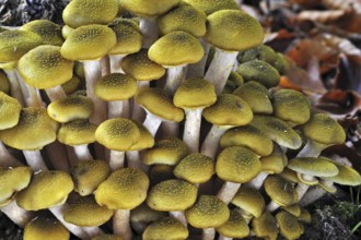 Honey fungus (Armillaria mellea) (Armillariella mellea) cluster growing on tree trunk in autumn