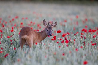 Roe deer (Capreolus capreolus) adult male buck feeding in a farmland wheat field with flowering