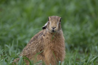 European brown hare (Lepus europaeus) adult animal feeding in a farmland cereal crop, Suffolk,