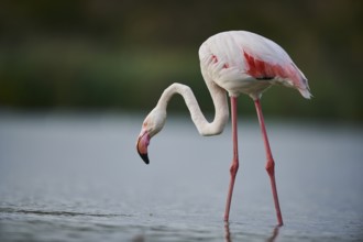 Greater Flamingo (Phoenicopterus roseus) walking in the water, Parc Naturel Regional de Camargue,