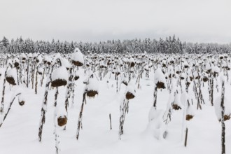 Sunflower field in the snow (Helianthus annuus), winter, Göggingen, Krauchewies, Upper Danube
