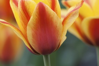 Yellow-red tulips (Tulipa), Germany, Europe
