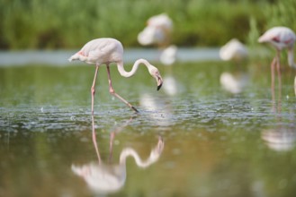 Greater Flamingo (Phoenicopterus roseus) walking in the water, Parc Naturel Regional de Camargue,