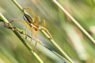 Raft spider (Dolomedes fimbriatus) or bordered list spider lurking on grass, Pietzmoor nature