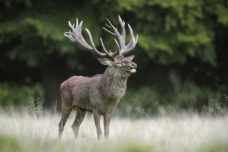 Red deer (Cervus elaphus) stag with big antlers in grassland at forest's edge during the rut in