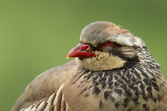 Red legged or French partridge (Alectoris rufa) adult bird sleeping, Norfolk, England, United