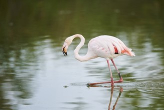 Greater Flamingo (Phoenicopterus roseus) walking in the water, Parc Naturel Regional de Camargue,
