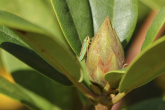Rhododendron (Rhododendron) leafhopper (Graphocephala fennahi) sitting on flower bud of a