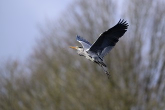 Grey heron (Ardea cinerea), bringing nesting material to the nest, Essen, Ruhr area, North