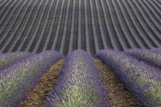 Wavy lavender field, flowering true lavender (Lavandula angustifolia), D56, between Valensole and