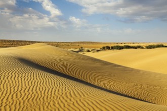 Dunes of Thar Desert. Sam Sand dunes, Rajasthan, India, Asia