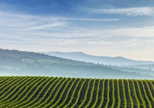 Panorama of furrows with sprouts in rolling ploughed fields of Moravia, Czech Republic, Europe