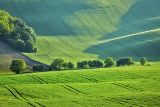 Rolling summer landscape of Moravia, Czech Republic, Europe