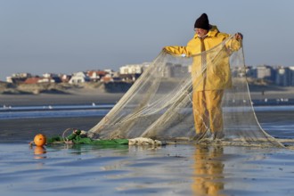Horse fisher spreads his net, catching Brown shrimp (Crangon crangon), Koksijde, North Sea coast,