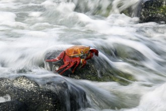 Sally lightfoot crab (Grapsus grapsus), red rock crab, abuete negro in the surf, Las Bachas Bay on