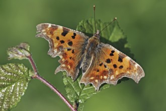 Comma (Polygonia c-album) butterfly resting on leaf with wings spread