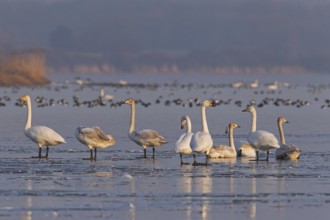Whooper Swans (Cygnus cygnus) flock resting on frozen lake in winter