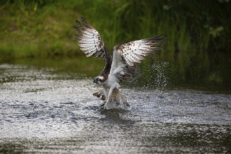 Western osprey (Pandion haliaetus) fishing, Finland, Europe
