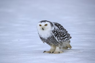 Snowy owl (Nyctea scandiaca), snowy owl, adult, alert, in the snow, foraging, in winter, Bohemian