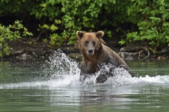Brown bear (Ursus arctos) hunting for salmon in the water, Lake Clark National Park, Alaska