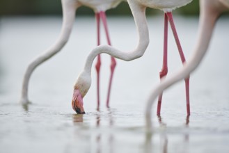Greater Flamingos (Phoenicopterus roseus) standing in the water, portrait, Parc Naturel Regional de