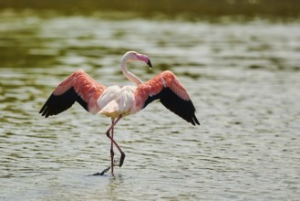 Greater Flamingo (Phoenicopterus roseus) standing in the water shaking its wings, Parc Naturel