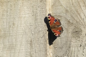 Peacock butterfly (Aglais io) adult resting on a garden fence, Suffolk, England, United Kingdom,