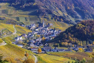 Vineyards in autumn, Mayschoß with parish church, red wine growing region Ahrtal, red wine of the