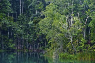 Australian jungle, rainforest with crater lake Lake Eacham, Atherton tablelands, Cairns,