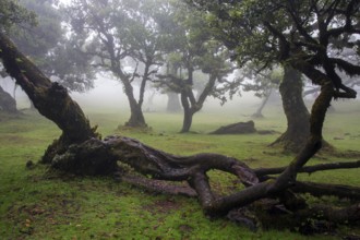 Laurel trees overgrown with moss and plants in the mist, old laurel forest (Laurisilva), stinkwood