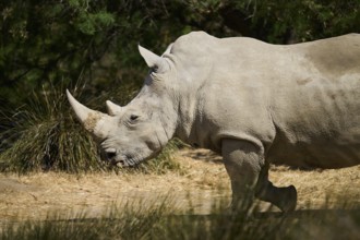 Square-lipped rhinoceros (Ceratotherium simum), walking in the dessert, captive, distribution